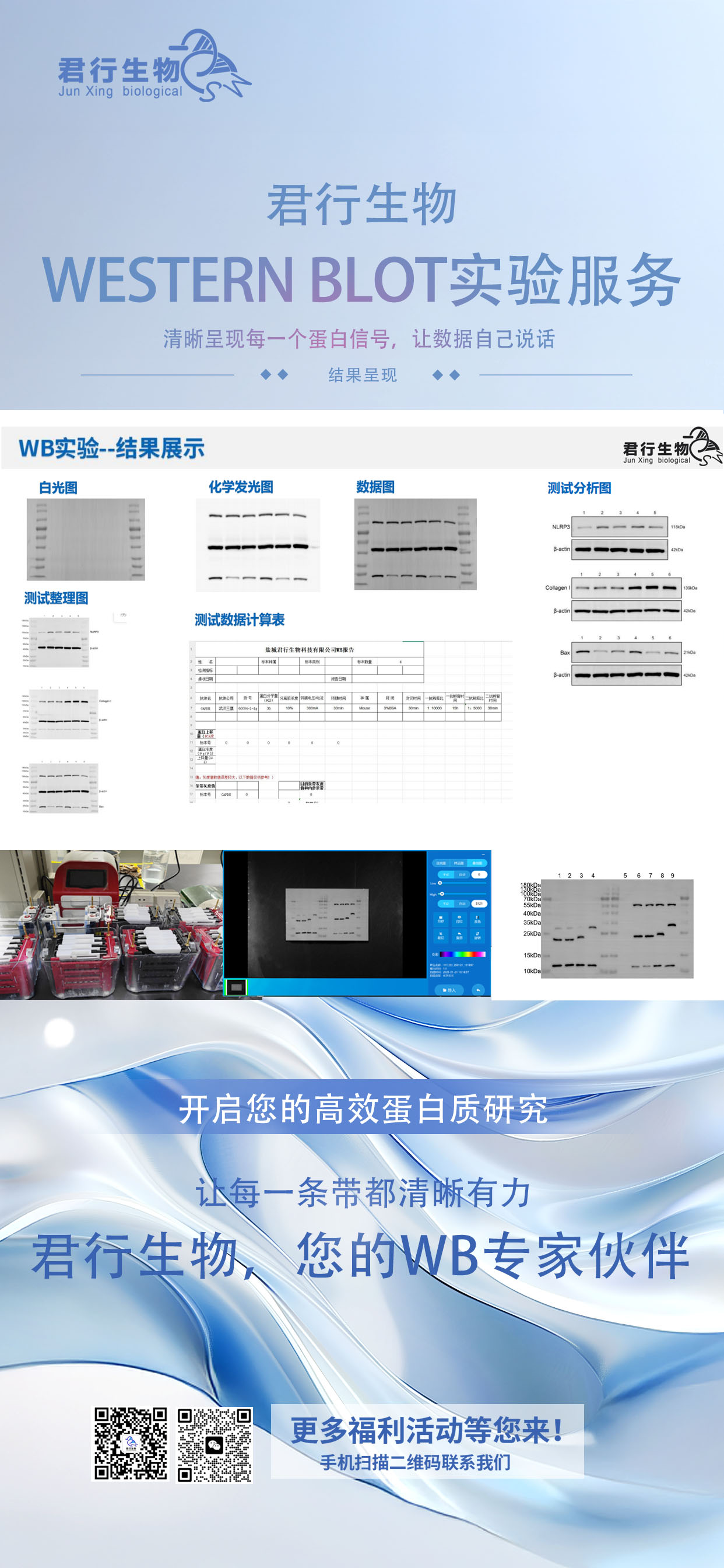 君行生物 Western Blot 实验服务：让蛋白表达数据清晰发声